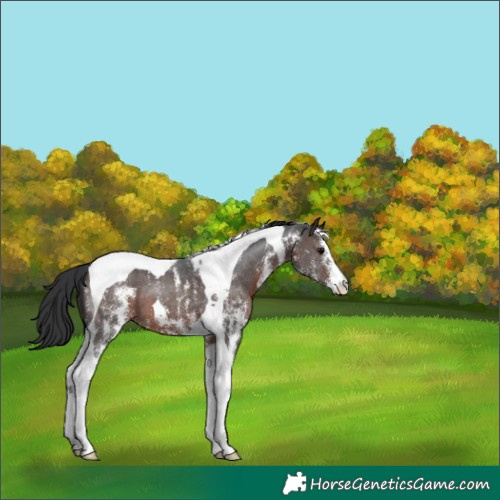 Horse Color:Brown Sabino Tobiano 