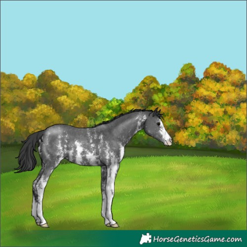 Horse Color:Black Sabino