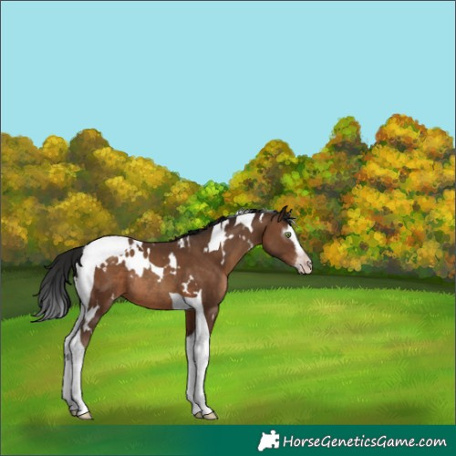 Horse Color:Gray White Spotted Sable Champagne Splash Tobiano Rabicano 
