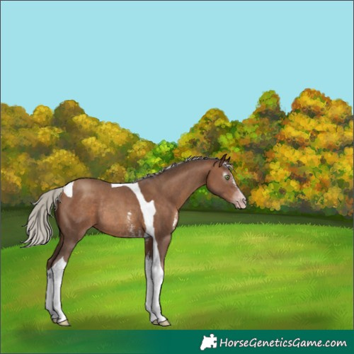 Horse Color:Gray Silver Sable Champagne Sabino Tobiano Rabicano 