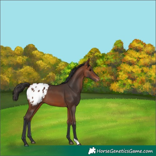 Horse Color:Bay Blanket 