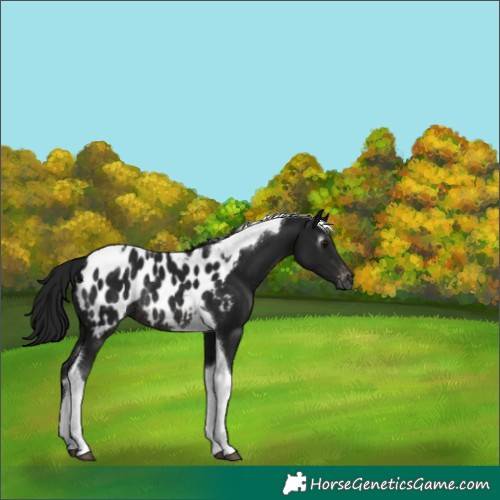 Horse Color:Gray Brown Tobiano Blanket Rabicano 