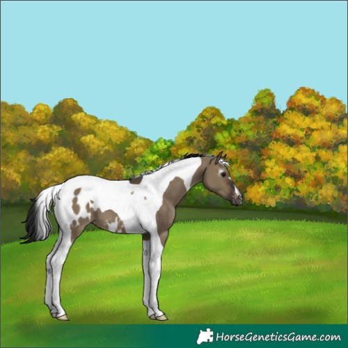 Horse Color:Gray Brown Dun Tobiano Blanket