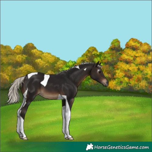 Horse Color:Gray Silver Brown Tobiano