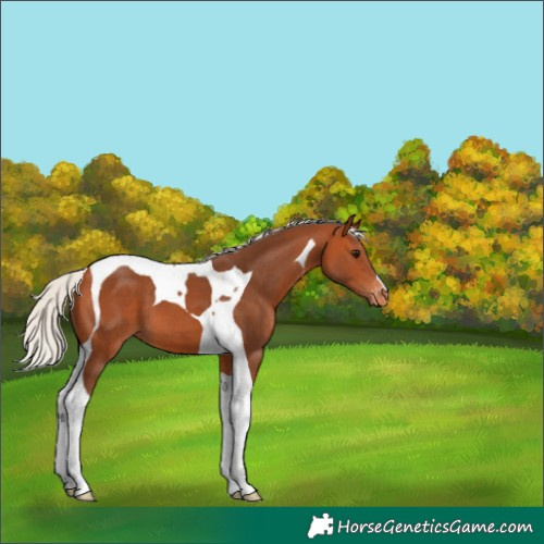 Horse Color:Silver Bay Tobiano Varnish 