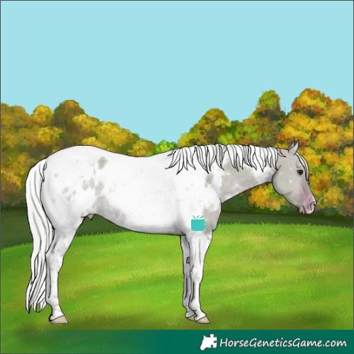 Horse Color:Watercolor White Spotted Silver Brown Dun Tobiano Blanket Rabicano