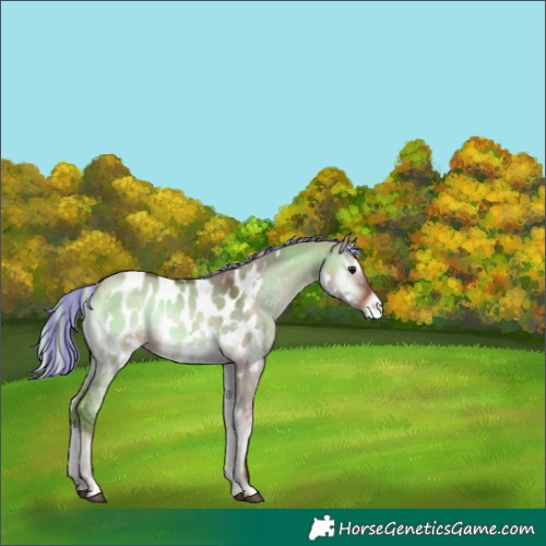 Horse Color:Painted White Spotted Silver Brown Onyx Blanket Rabicano