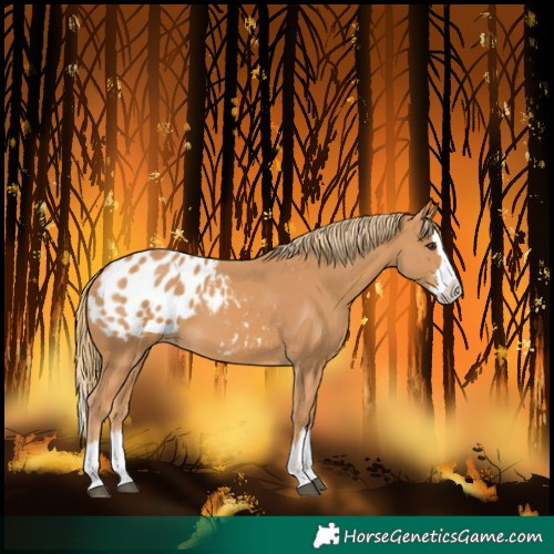 Horse Color:Chestnut Splash Blanket 