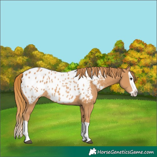 Horse Color:Chestnut Splash Near Leopard