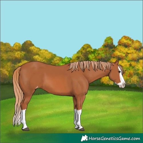 Horse Color:Chestnut Splash Varnish