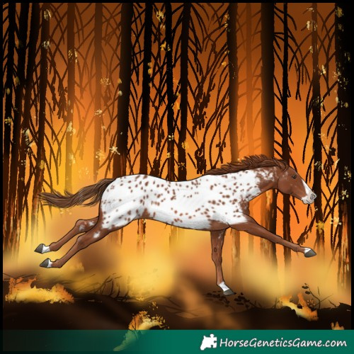 Horse Color:Chestnut Splash Near Leopard 