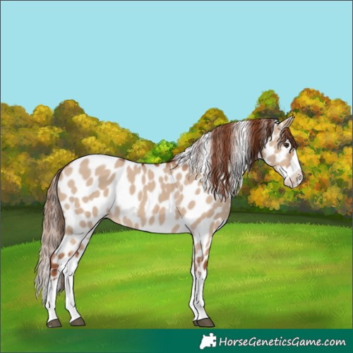 Horse Color:Red Dun Splash Leopard