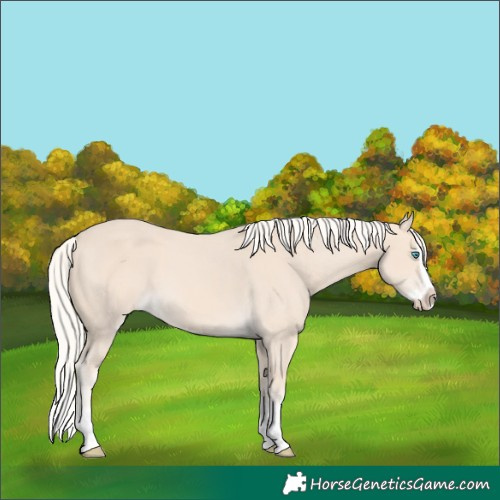 Horse Color:Cremello Splash Varnish