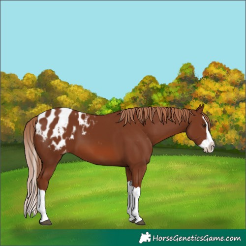 Horse Color:Chestnut Splash Blanket
