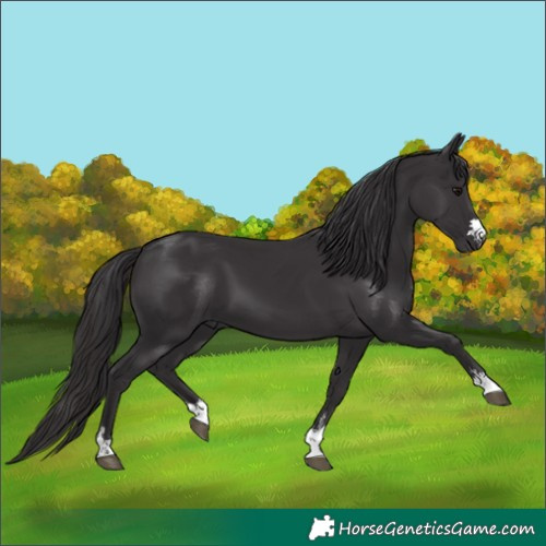 Horse Color:Smoky Black and Smoky Black