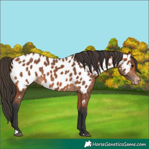 Horse Color:Bay Near Leopard