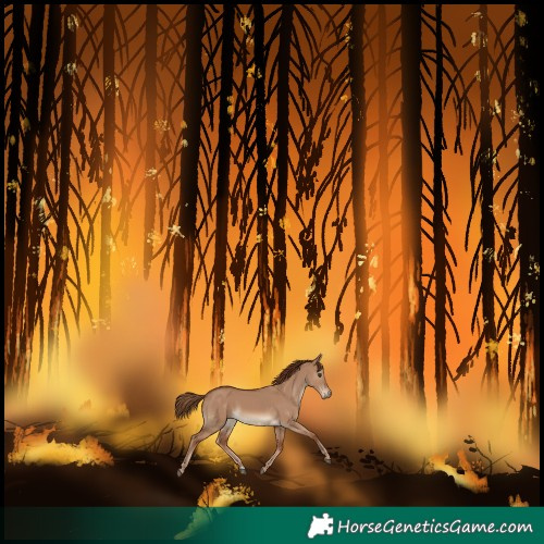 Horse Color:Red Dun 