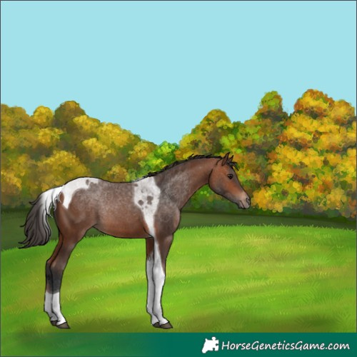 Horse Color:Bay Tobiano Rabicano