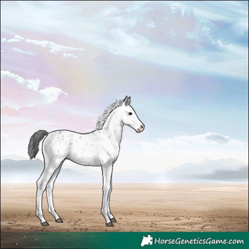 Horse Color:Black Sabino