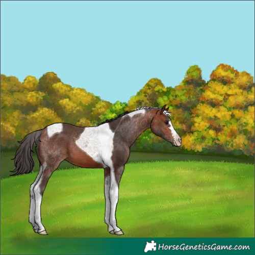 Horse Color:Bay Tobiano 