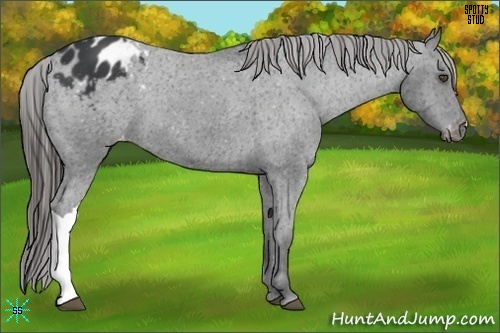 Horse Color:Black Appaloosa 