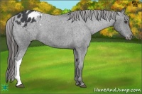 Horse Color:Black Appaloosa
