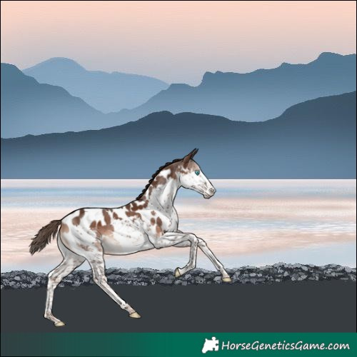 Horse Color:Liver Chestnut Splash Near Leopard