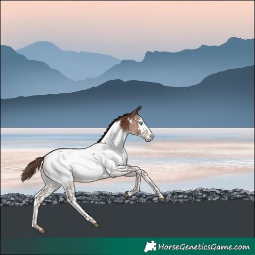 Horse Color:Liver Chestnut Splash Near Fewspot