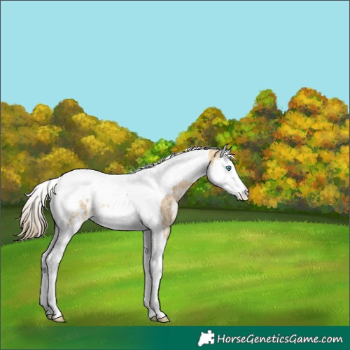 Horse Color:Amber Cream Champagne Ice Splash Tobiano Near Leopard Rabicano