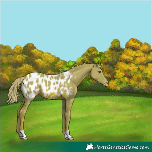 Horse Color:Watercolor Chestnut Near Leopard 