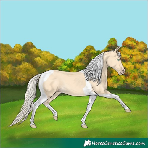 Horse Color:Gold Cream Champagne Tobiano