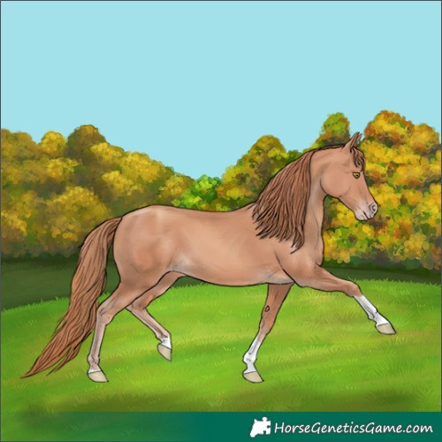 Horse Color:Unknown 