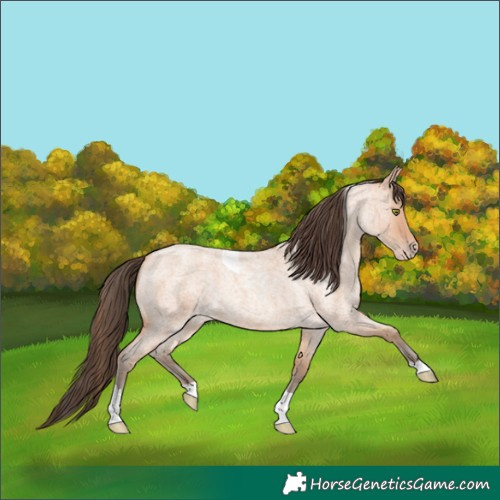 Horse Color:Amber Champagne Roan Tobiano