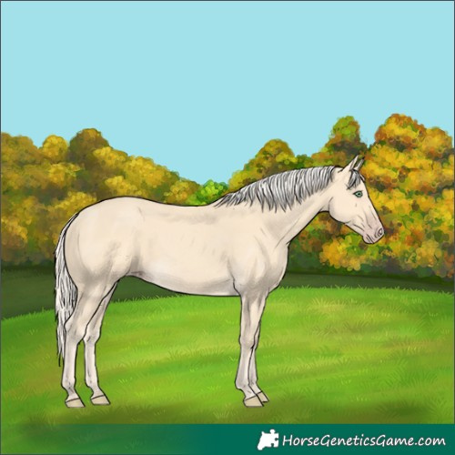 Horse Color:Gold Cream Champagne 