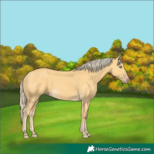Horse Color:Gold Cream Champagne 