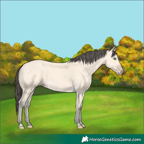 Horse Color:Amber Cream Champagne 