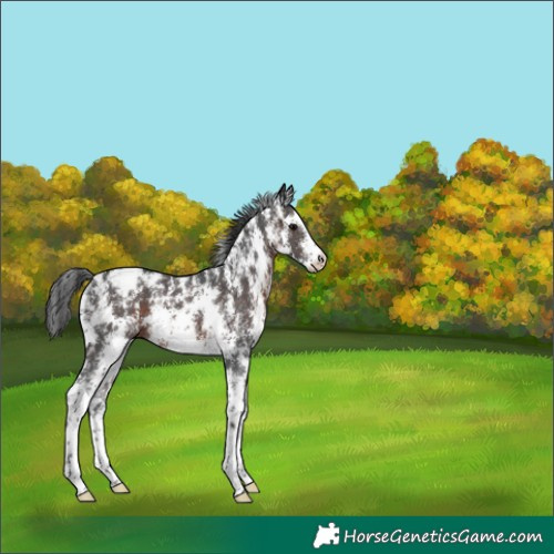 Horse Color:Brown Sabino Varnish Rabicano