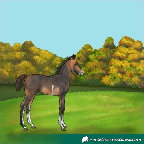 Horse Color:Buckskin Sabino