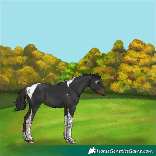 Horse Color:Gray Liver Chestnut Tobiano 