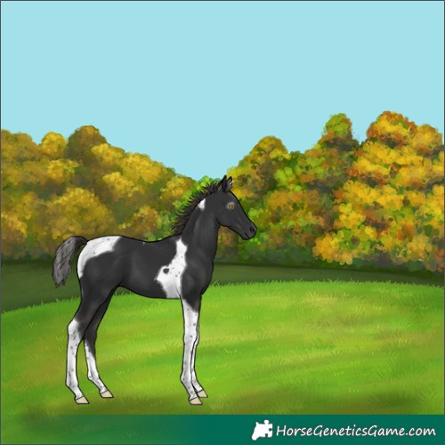 Horse Color:Gray Liver Chestnut Tobiano