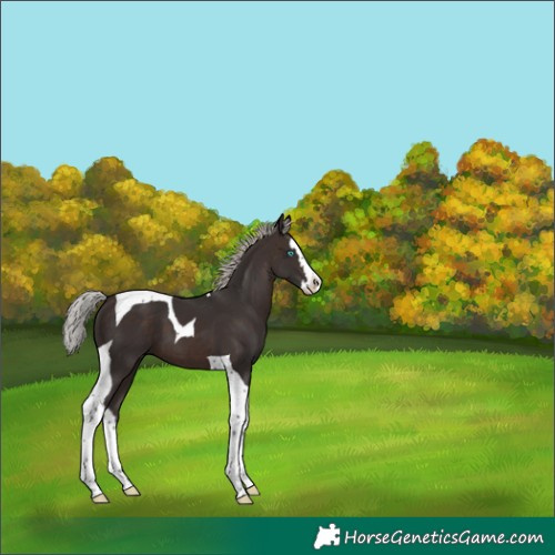 Horse Color:Silver Brown Splash Tobiano
