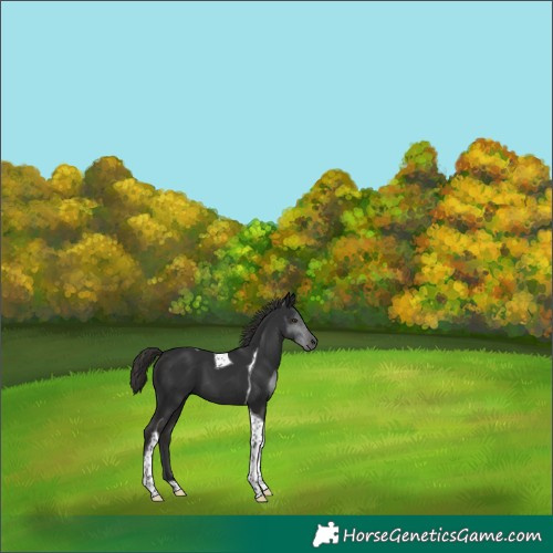 Horse Color:Liver Chestnut Tobiano