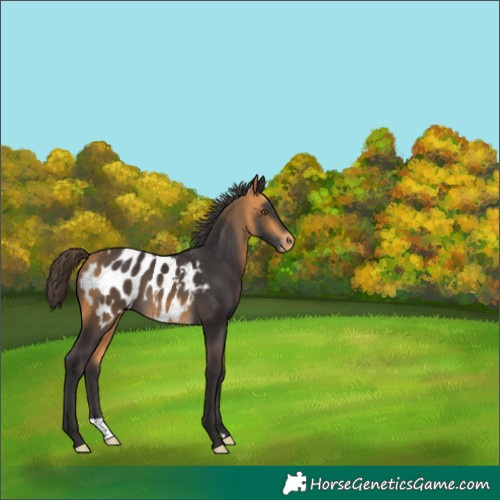 Horse Color:Buckskin Blanket 