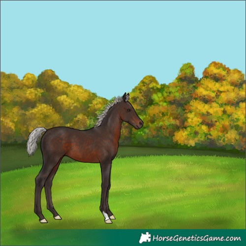 Horse Color:Silver Brown