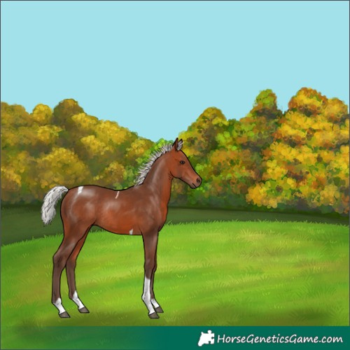 Horse Color:Silver Brown Tobiano Rabicano 