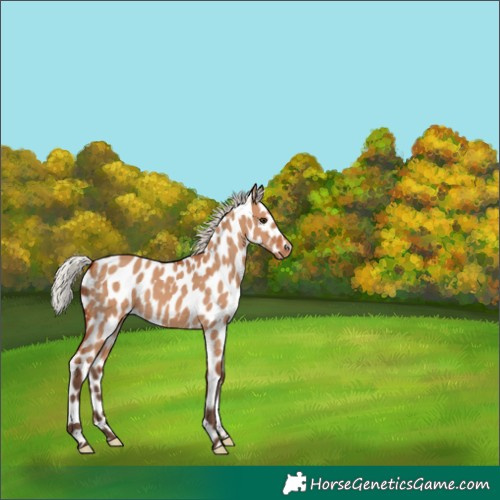 Horse Color:Silver Bay Dun Leopard 