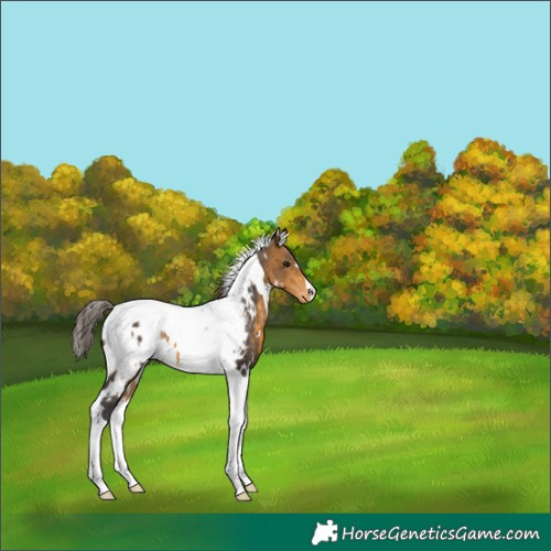 Horse Color:White Spotted Buckskin Tobiano Near Leopard