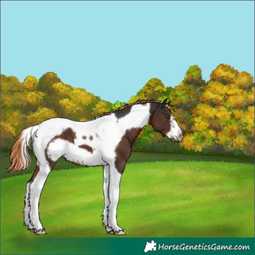 Horse Color:Liver Chestnut Tobiano Frame