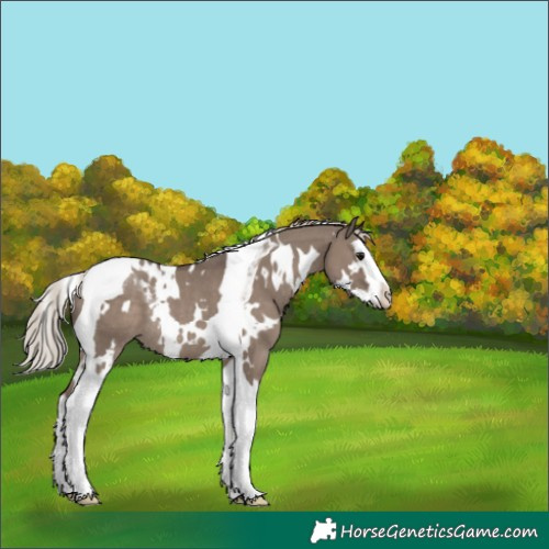 Horse Color:White Spotted Silver Grullo Splash Tobiano Varnish Rabicano 
