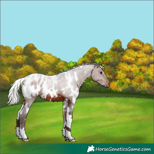 Horse Color:White Spotted Silver Brown Blanket
